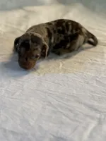 Razor , a male Miniature Dachshund for sale in Versailles, MO – 1 of 1