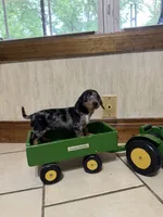 Dapple Blue eye , a female Chihuahua and Miniature Dachshund for sale in Versailles, MO – 2 of 2