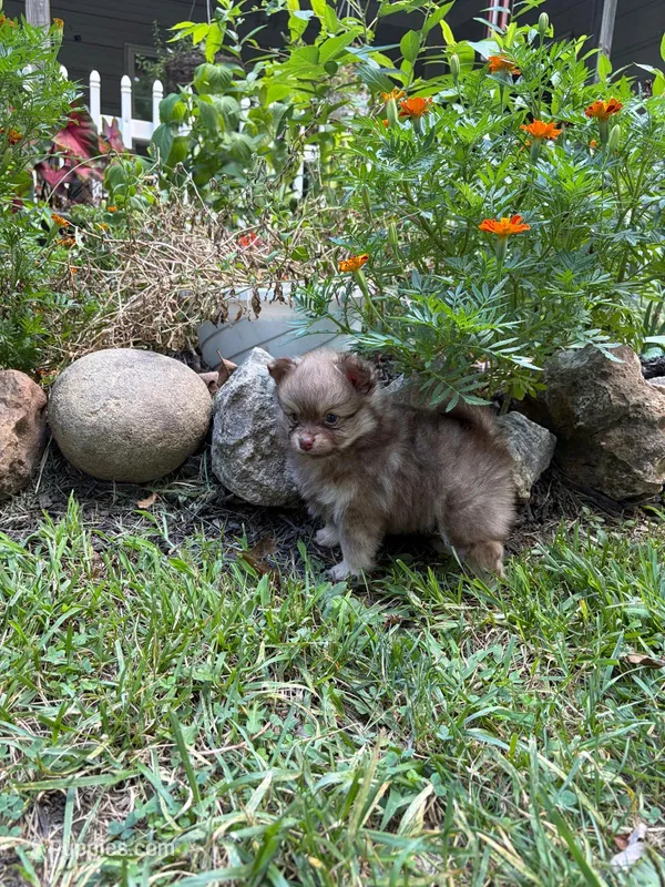 Beaver – Pomeranian puppy for sale in Versailles, MO