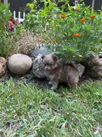 Beaver, a male Pomeranian for sale in Versailles, MO – 1 of 2