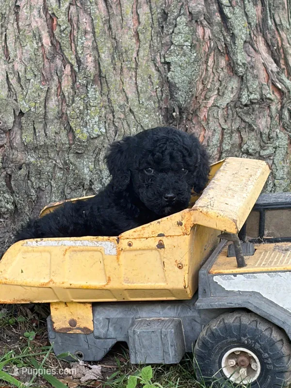 Beetle – Poodle - Miniature  puppy for sale in Versailles, MO