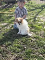 Flapjack , a male Pomeranian for sale in Versailles, MO – Photo 2 of 2