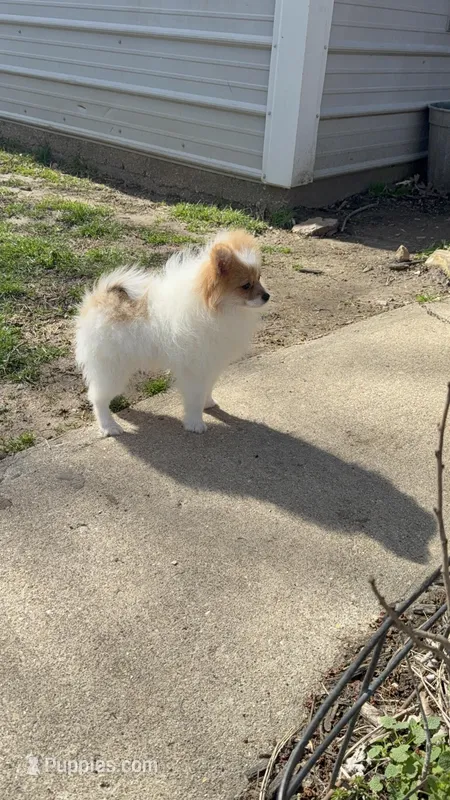 Flapjack  – Pomeranian puppy for sale in Versailles, MO