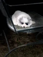 Bandit, a male Pomeranian for sale in Versailles, MO – 2 of 2
