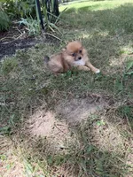Squirrel, a female Pomeranian for sale in Versailles, MO – 2 of 2