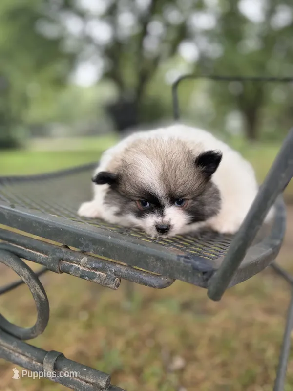 Badger – Pomeranian puppy for sale in Versailles, MO