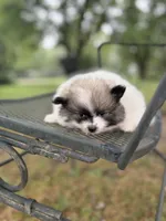 Badger, a male Pomeranian for sale in Versailles, MO – 1 of 2