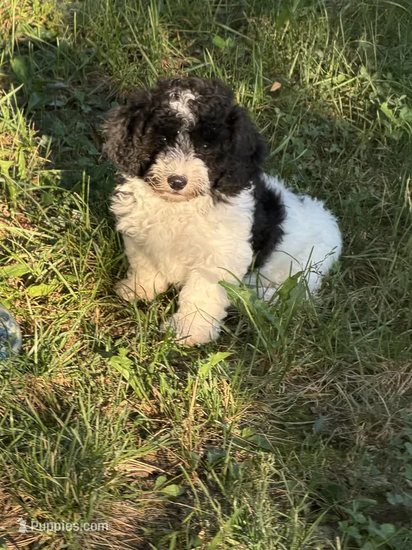Oreo – Poodle - Miniature  puppy for sale in Versailles, MO