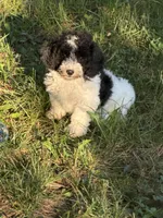 Oreo, a male Poodle - Miniature  for sale in Versailles, MO – 1 of 1