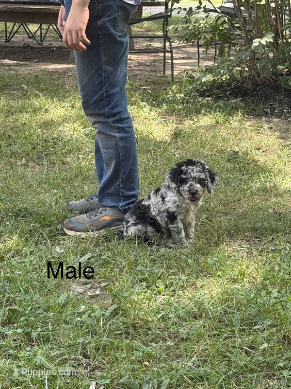 Slate – Poodle - Miniature  puppy for sale in Versailles, MO