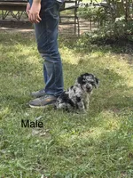 Slate, a male Poodle - Miniature  for sale in Versailles, MO – 1 of 1
