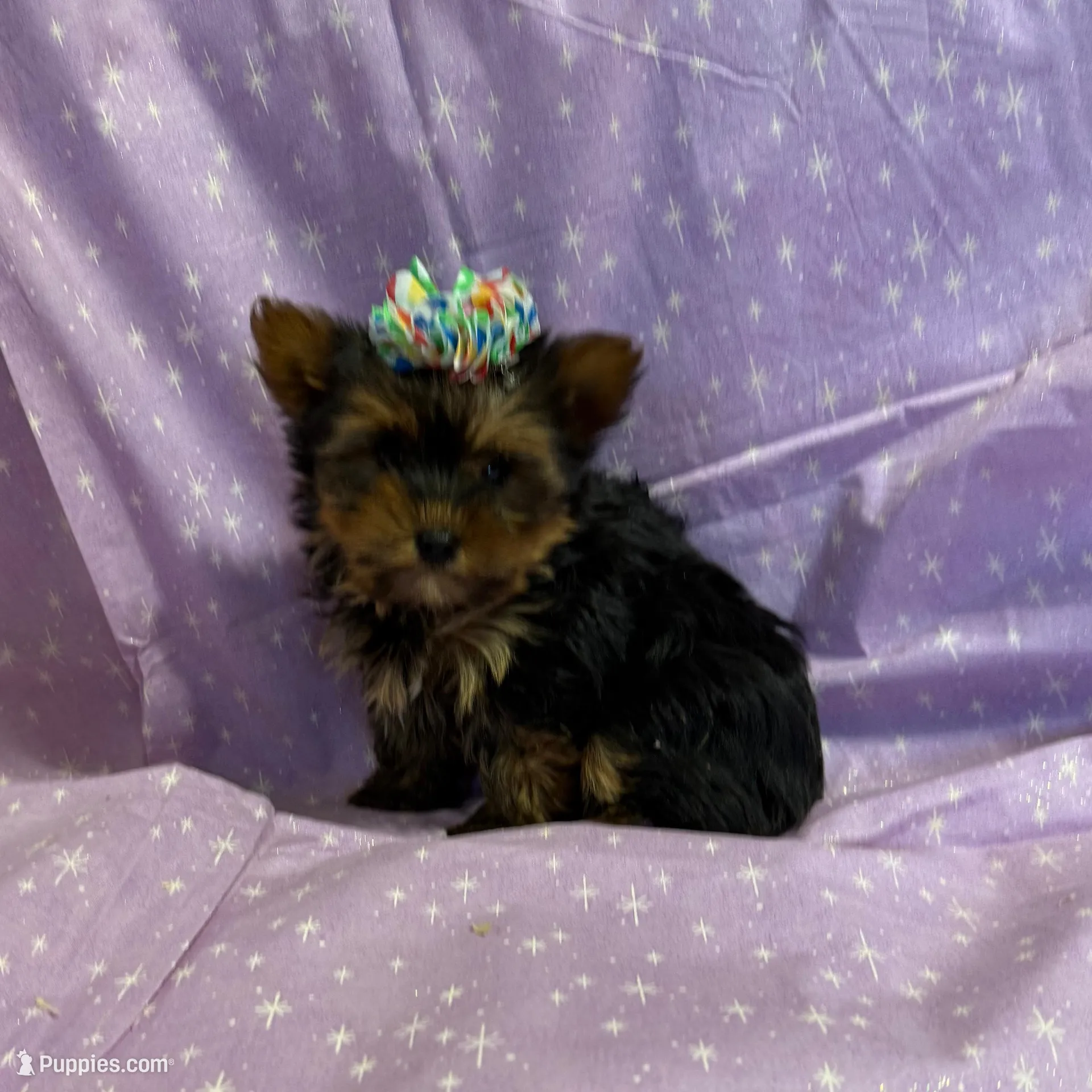 Tea Lady – Yorkshire Terrier puppy for sale in Versailles, MO