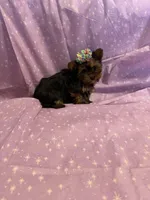 Tea Lady, a female Yorkshire Terrier for sale in Versailles, MO – Photo 2 of 2