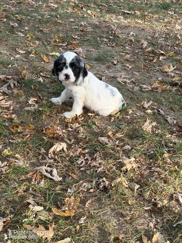 Prince Charming , a male Cocker Spaniel for sale in Versailles, MO – 1 of 2