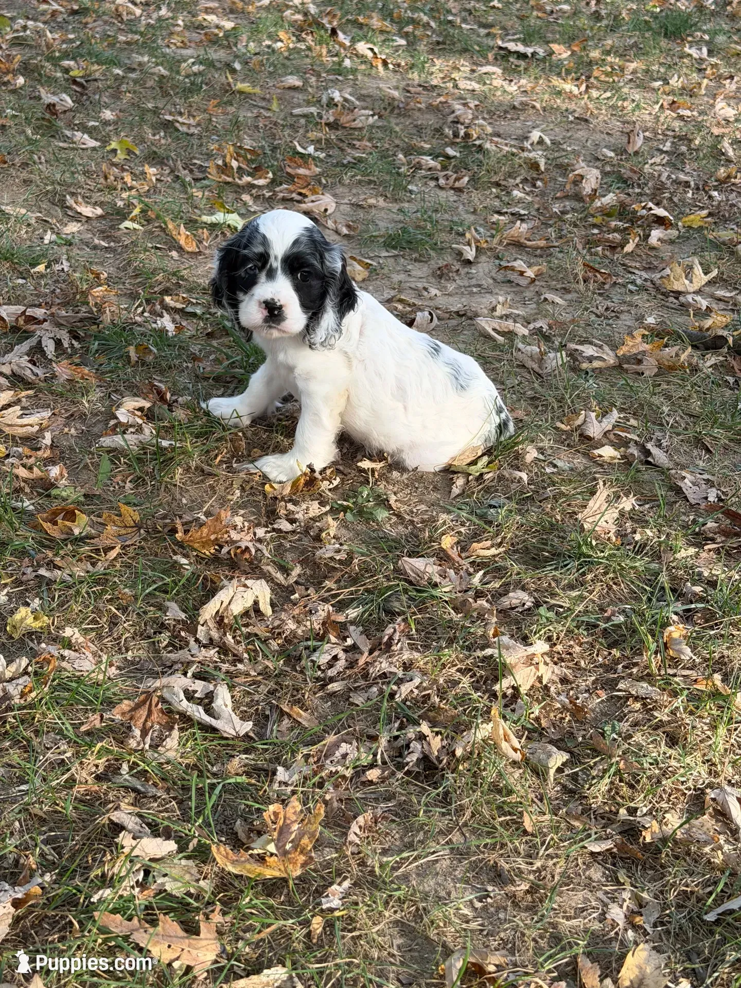 Prince Charming , a male Cocker Spaniel for sale in Versailles, MO – 1 of 2