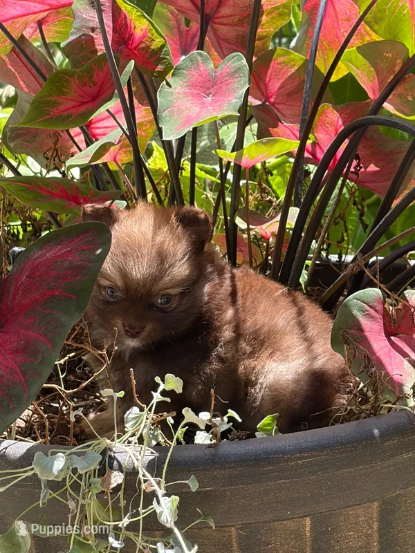 Hazel – Pomeranian puppy for sale in Versailles, MO
