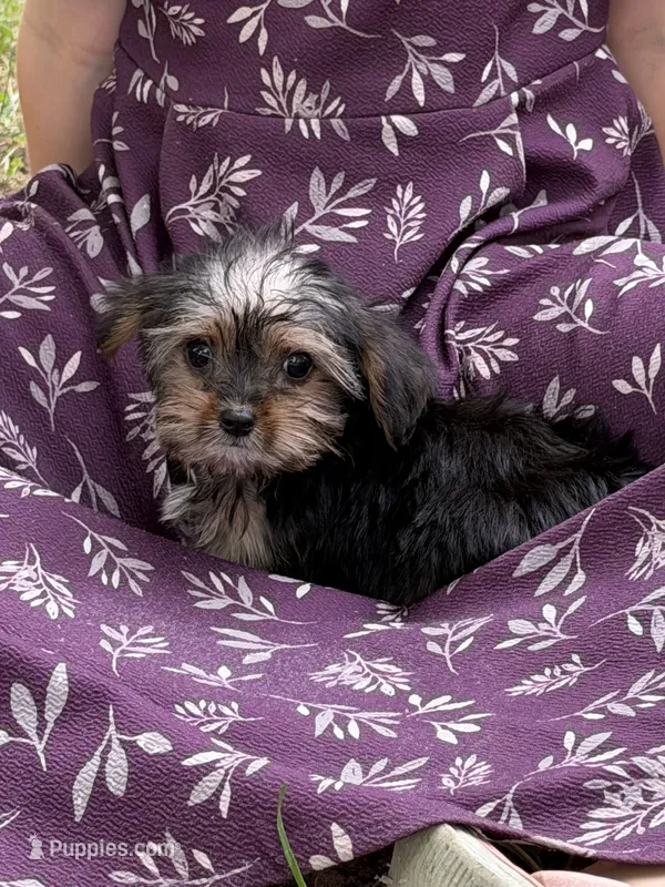 Dolly – Yorkshire Terrier puppy for sale in Versailles, MO