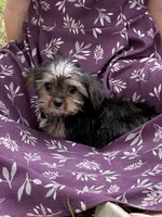 Dolly, a female Yorkshire Terrier for sale in Versailles, MO – 1 of 1
