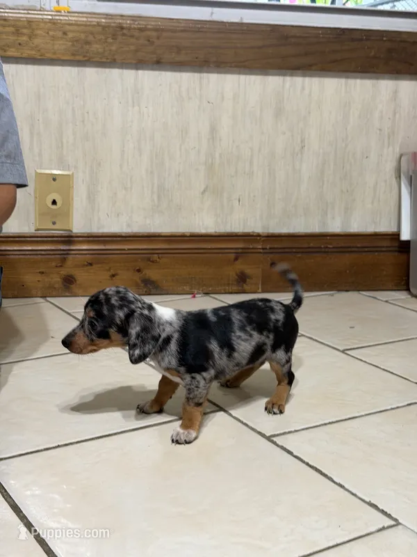 Dapple Blue eye  – Chihuahua, Miniature Dachshund puppy for sale in Versailles, MO