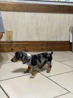 Dapple Blue eye , a female Chihuahua and Miniature Dachshund for sale in Versailles, MO – 1 of 2