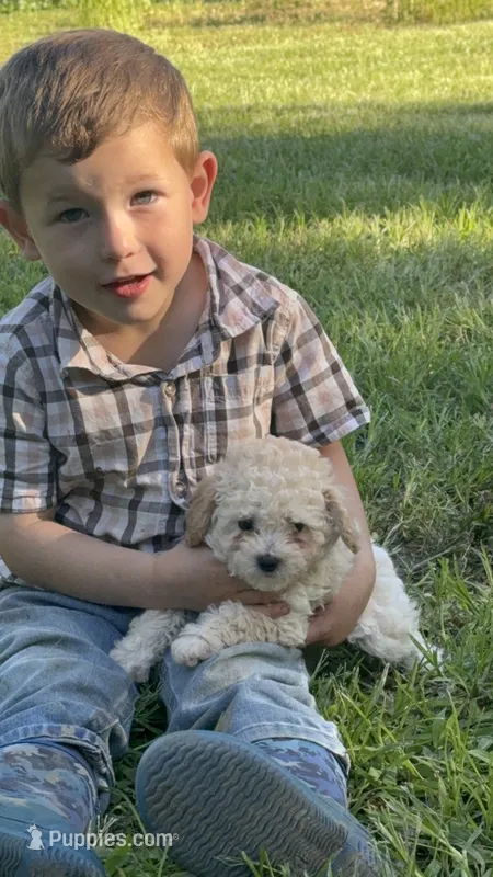 Teddy – Poodle - Miniature  puppy for sale in Versailles, MO
