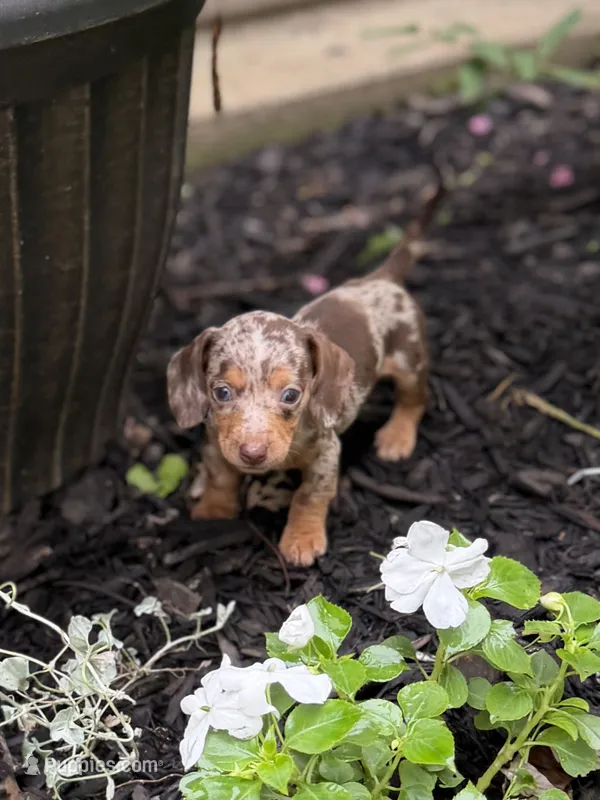 Honey – Miniature Dachshund puppy for sale in Versailles, MO