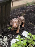 Honey, a female Miniature Dachshund for sale in Versailles, MO – 1 of 2