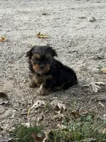 Rocky, a male Yorkshire Terrier for sale in Versailles, MO – 1 of 2