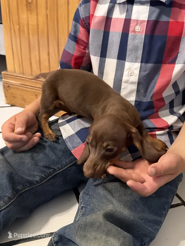 Cocoa – Miniature Dachshund puppy for sale in Versailles, MO