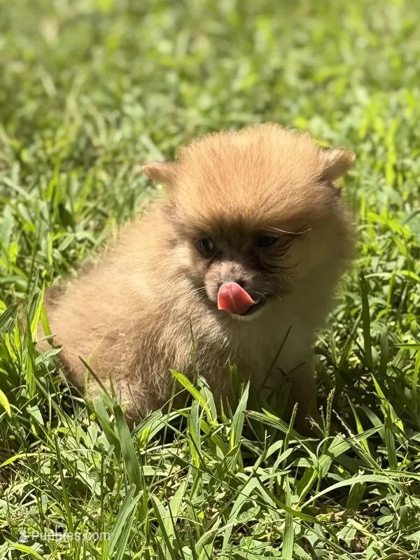 Darling – Pomeranian puppy for sale in Versailles, MO