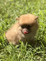 Darling, a female Pomeranian for sale in Versailles, MO – 1 of 2