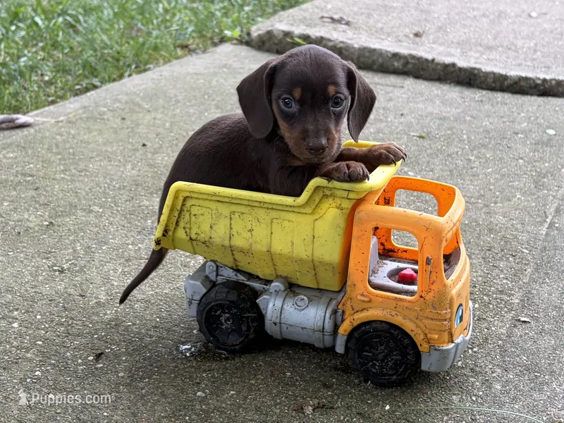 Nugget  – Miniature Dachshund puppy for sale in Versailles, MO