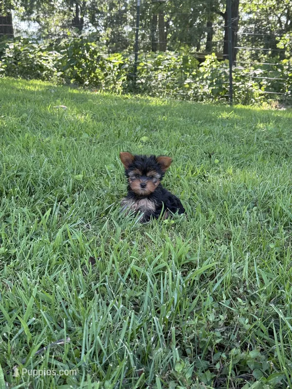 Sugar – Yorkshire Terrier puppy for sale in Versailles, MO