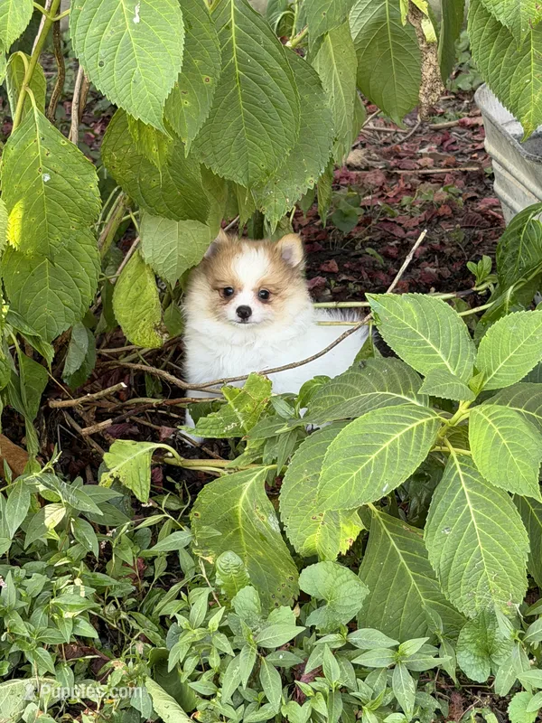Peanut  – Pomeranian puppy for sale in Versailles, MO
