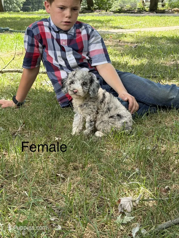 Blue darling – Poodle - Miniature  puppy for sale in Versailles, MO