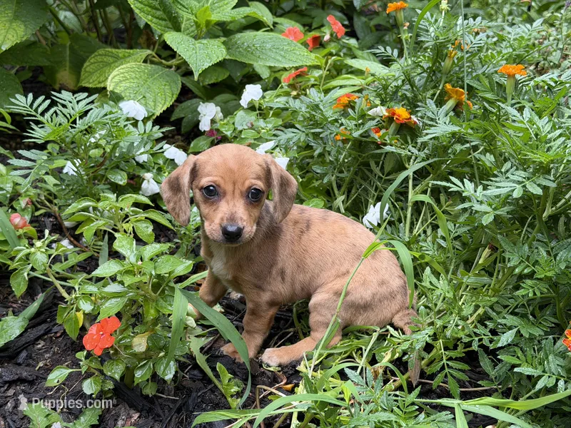 Funny Gal – Chihuahua, Miniature Dachshund puppy for sale in Versailles, MO