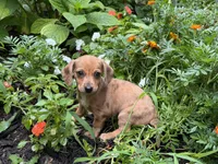 Funny Gal, a female Chihuahua and Miniature Dachshund for sale in Versailles, MO – 1 of 2