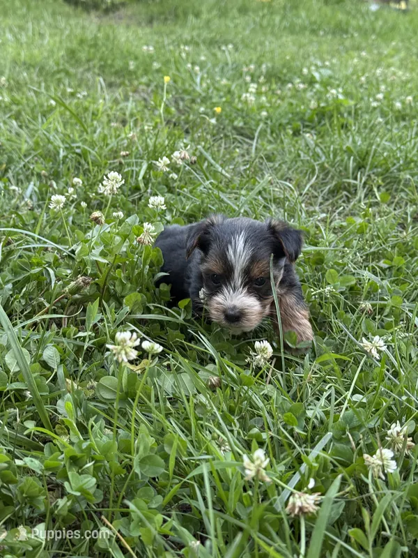 Parti Man – Yorkshire Terrier puppy for sale in Versailles, MO