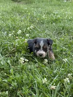 Parti Man, a male Yorkshire Terrier for sale in Versailles, MO – 1 of 2