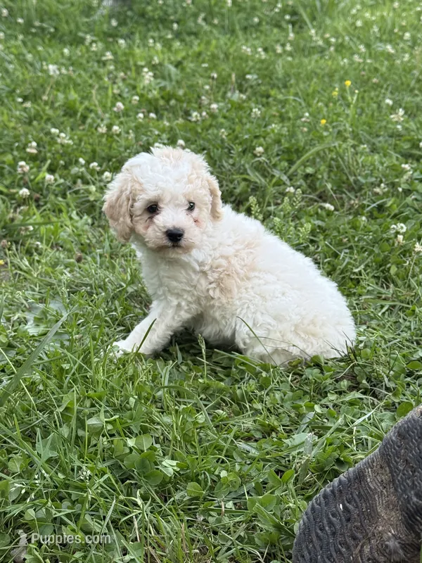 Oliver  – Poodle - Miniature  puppy for sale in Versailles, MO