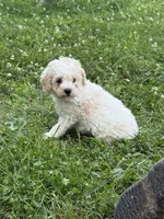 Oliver , a male Poodle - Miniature  for sale in Versailles, MO – 1 of 1