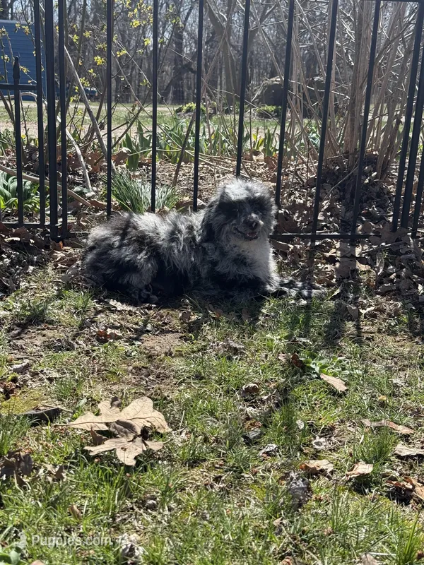 Bandit  – Bernedoodle puppy for sale in Versailles, MO