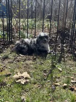 Bandit , a male Bernedoodle for sale in Versailles, MO – Photo 1 of 2
