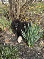 Blackie, a female Poodle - Miniature  for sale in Versailles, MO – Photo 2 of 2