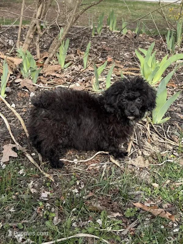 Blackie – Poodle - Miniature  puppy for sale in Versailles, MO