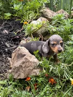 Misty , a female Miniature Dachshund for sale in Versailles, MO – 2 of 2