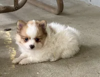 Peanut , a male Pomeranian for sale in Versailles, MO – 2 of 2