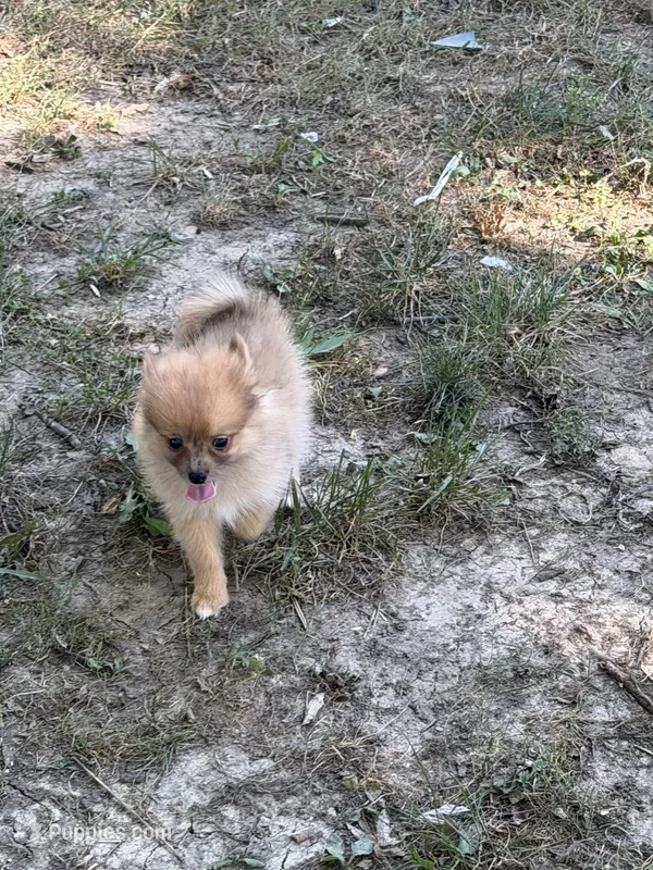 Darling – Pomeranian puppy for sale in Versailles, MO
