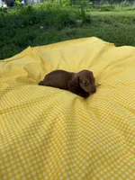 Red , a male Miniature Dachshund for sale in Versailles, MO – 2 of 2