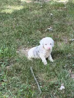 Starling, a male Poodle - Miniature  for sale in Versailles, MO – 1 of 1